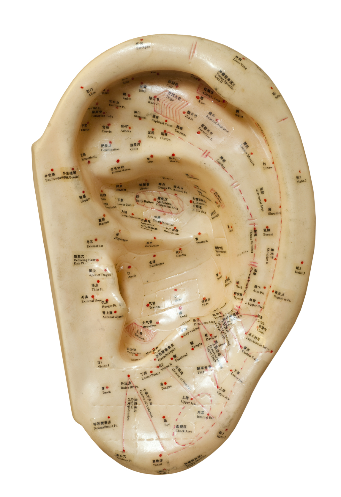 Ear meridians for Acupuncture